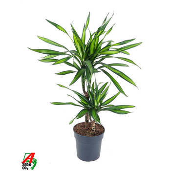 Dracena fragrans 'Riki' F00010479