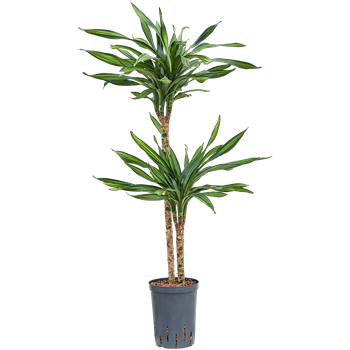 Dracena fragrans 'Riki' 1DRRI2S22