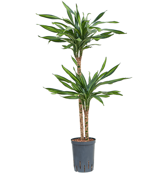 Dracena fragrans 'Riki' 1DRRI2S22