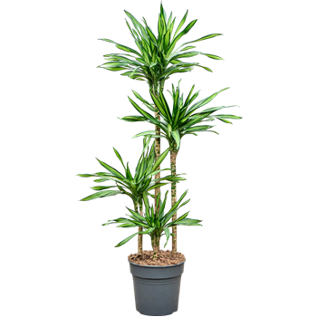 Dracena fragrans 'Riki' 4DRRI4S09