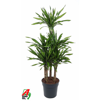 Dracena fragrans 'Riki' F00010480