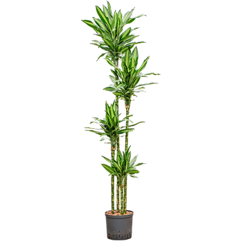 Dracena fragrans 'Silindo' 1DRSI4S10