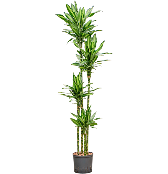 Dracena fragrans 'Silindo' 1DRSI4S10