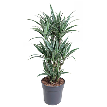 Dracena fragrans 'Warneckei' F00010484