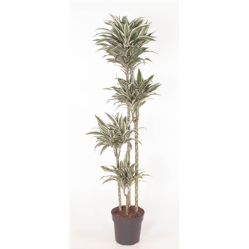 Dracena fragrans 'White Jewel' F00010487
