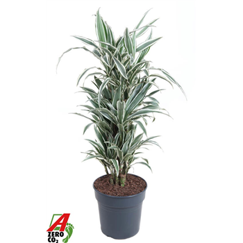 Dracena fragrans 'White Stripe' F00010488