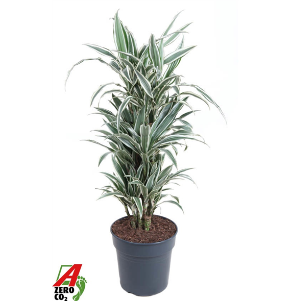 Dracena fragrans 'White Stripe' F00010488