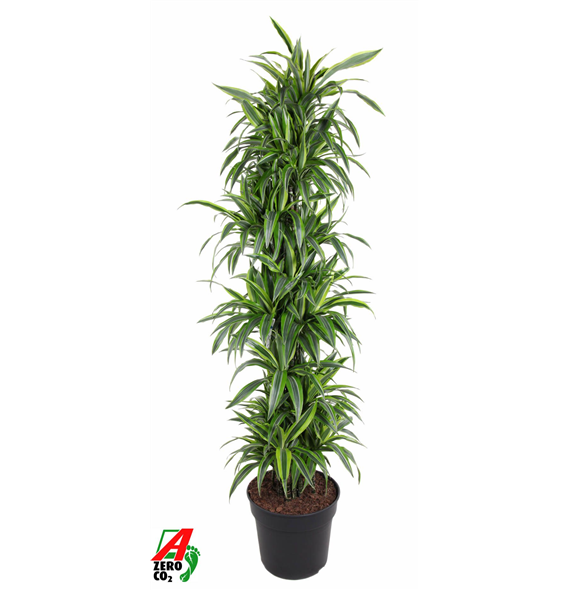 Dracena fragrans (Deremensis Grp) Lemon Lime F00010470