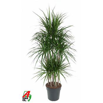 Dracena marginata F00010475