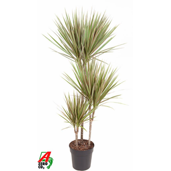 Dracena marginata 'Bicolor' F00010460