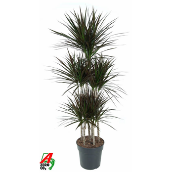 Dracena marginata 'Magenta' F00010478