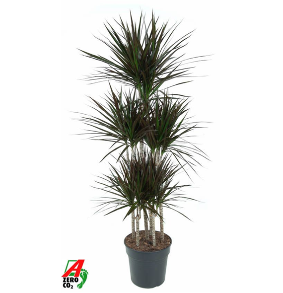 Dracena marginata 'Magenta' F00010478