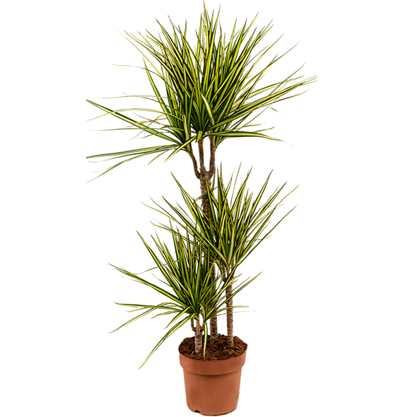 Dracena marginata 'Sunray' 4DRSU3S10