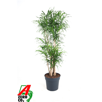 Dracena reflexa 'Anita' F00010459