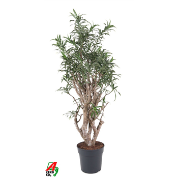 Dracena reflexa 'Song of India' F00010464