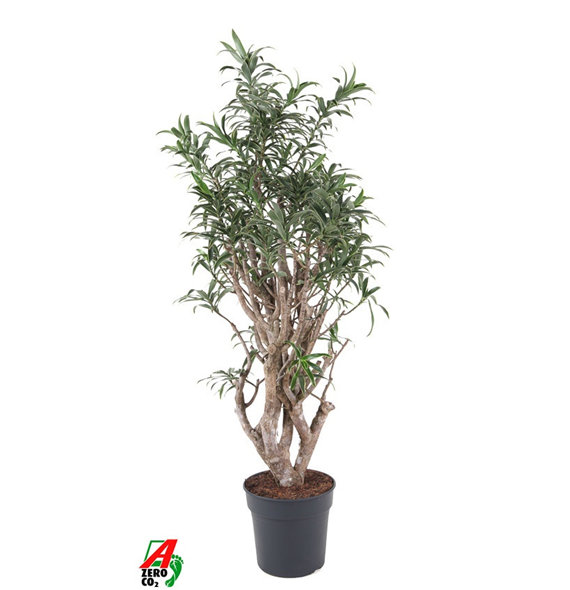 Dracena reflexa 'Song of India' F00010464