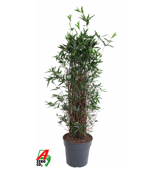 Dracena surculosa F00010482