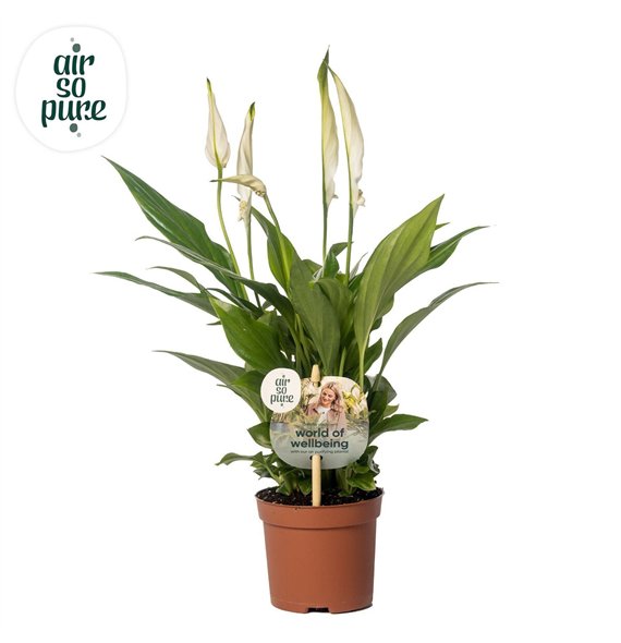 Spatifil chopin 3+ - Steeketiket 30cm 9cm Q4725