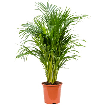 Palma Dypsis (Areca) lutescens 4CHLUBU05