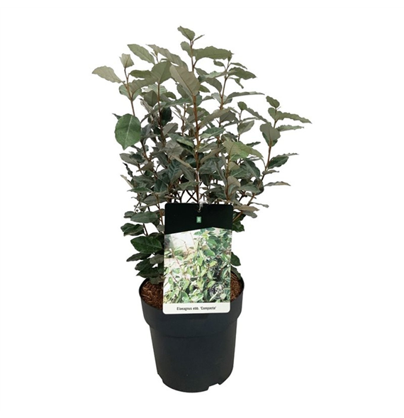 Elaeagnus ebbingei 'Compacta' F00010524