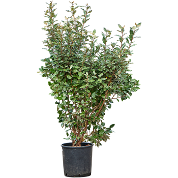 Elaeagnus ebbingei 'Compacta' 5ELEVBU30