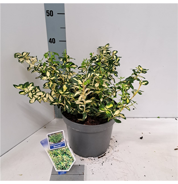 Euonymus fortunei 'Blondy' F00010693