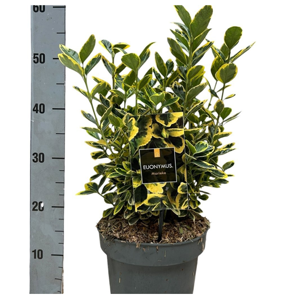 Euonymus japonicus 'Marieke' F00009995