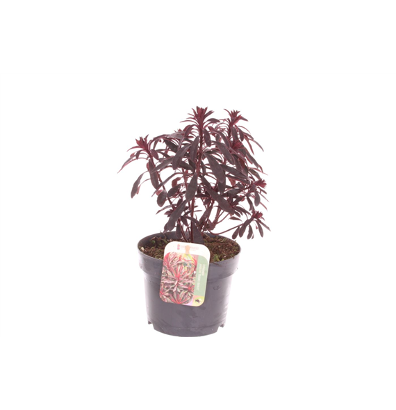 Euphorbia Miner's Merlot F00003144