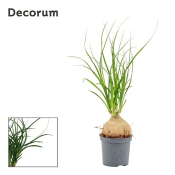 Nolina Beaucarnea recurvata bulb 7 cm (Decorum) 1 stems plnt 25cm 7cm Q687