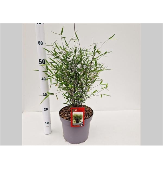 Fargesia 'Deep Purple' F00009735