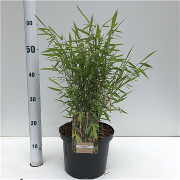 Fargesia nitida 'Volcano' F00009737