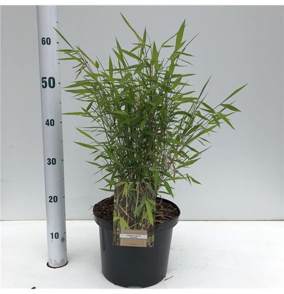 Fargesia nitida 'Volcano' F00009737