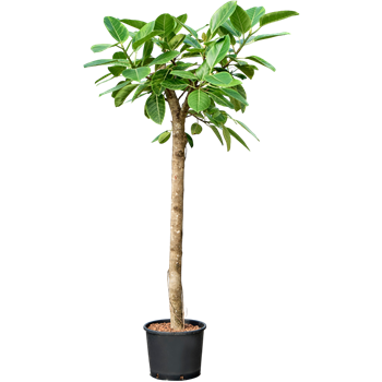 Fikus altissima 'Variagata' 1FIALRS27