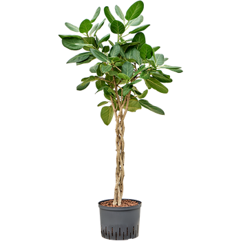 Fikus benghalensis 'Audrey' 1FIAUGS48