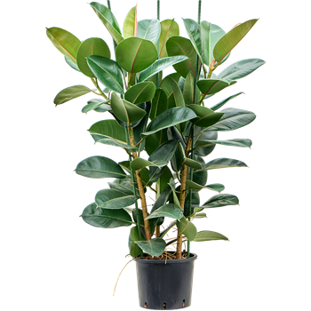 Fikus elastica 'Robusta' 1FIER3T28