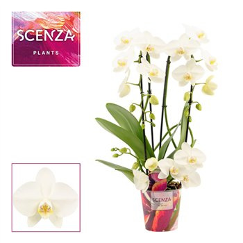 Orhideja Phalaenopsis wit twirl (Scenza)18 fl  3 stems plnt 50cm 12cm Q3221