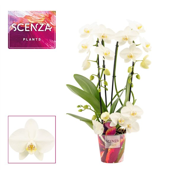 Orhideja Phalaenopsis wit twirl (Scenza)18 fl  3 stems plnt 50cm 12cm Q3221