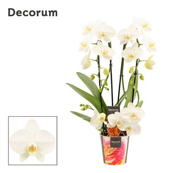 Orhideja Phalaenopsis wit twirl (Decorum)18 fl  3 stems plnt 50cm 12cm Q3222