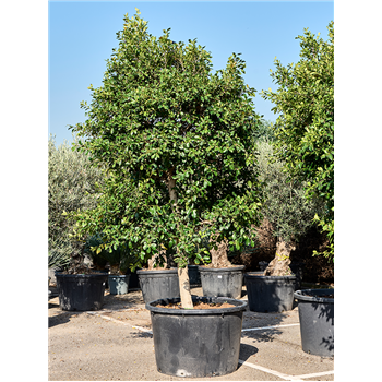 Fikus microcarpa 'Nitida' (375-400) 4FINISS02