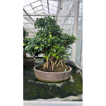 Fikus retusa F00007663