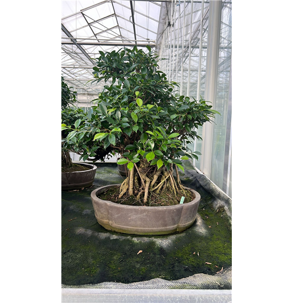 Fikus retusa F00007663