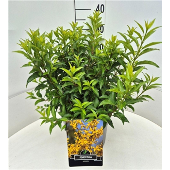 Forsythia intermedia 'Minigold' F00010574