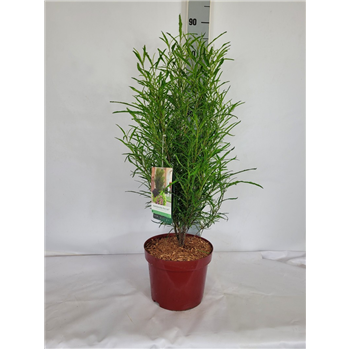 Frangula alnus 'Fine Line' F00010690