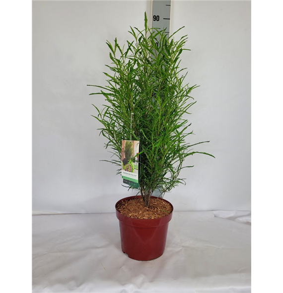 Frangula alnus 'Fine Line' F00010690