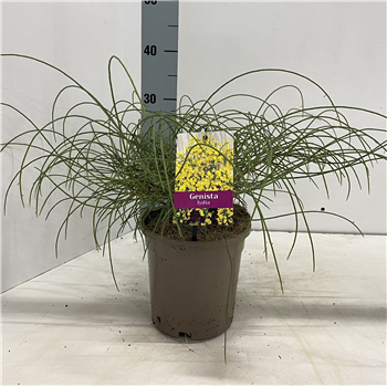 Genista lydia F00009743