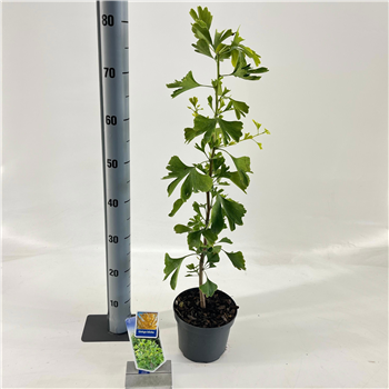 Ginkgo biloba F00010694