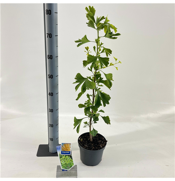 Ginkgo biloba F00010694
