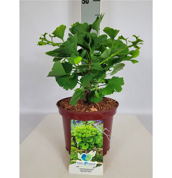 Ginkgo biloba 'Mariken' F00010677