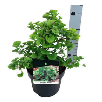 Ginkgo biloba 'Mariken' F00010530