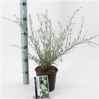 Gomphostigma virgatum 'Silver Butterfly' F00009744